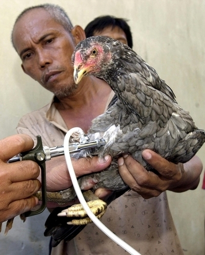 WHO 大規模な鳥インフル予防接種は時期尚早　予防接種の危険性にも配慮を