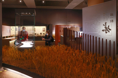 水稲の10万年連続進化史を解明 中国が栽培の発祥地であることが明らかに