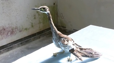 ジャイアントパンダより希少 中国湖南省で絶滅危惧種の鳥ミミジロゴイを救護