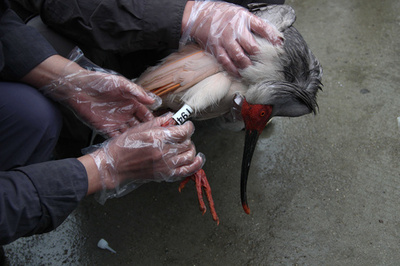 足をけがした国宝・トキ、治療を終えて自然に帰る