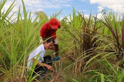 中国のフィジー支援、収益を得られて環境保護にも有効なキノコ栽培技術を伝授