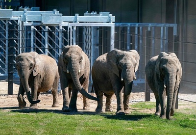 サーカス引退したゾウ、サファリパークで新生活 デンマーク