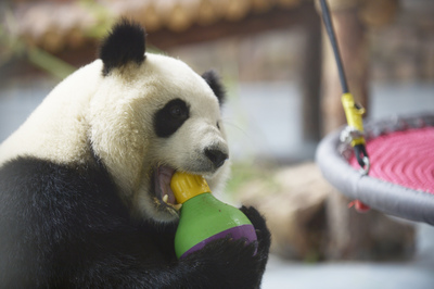 パンダ 国際ニュース Afpbb News