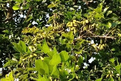 インドネシアで炭鉱跡地を活用したバイオ燃料原料植物ポンガミア試験栽培プロジェクトを開始<br />～バイオ燃料原料の供給可能性とカーボンクレジット創出を検証～