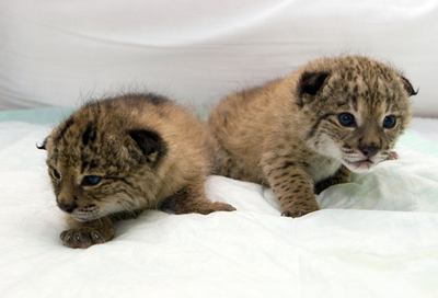 オオヤマネコの再繁殖めざすスペインの取り組み