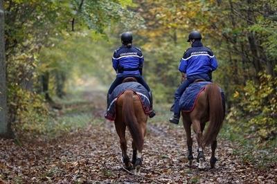 現れたのはトラ？それともトラ猫？捜索を縮小 フランス
