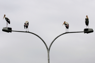 マレーシア首都郊外に絶滅危惧種のシロトキコウが飛来