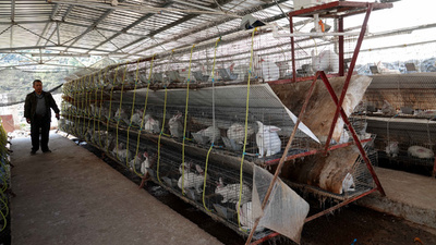 野生動物養殖の王国・広西、ヘビ産業の転換とアップグレードへ