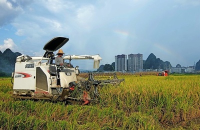 中国 早稲総生産量やや増加