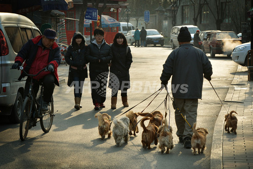 小型犬が群れでお散歩 北京の日常風景 写真3枚 ファッション ニュースならmode Press Powered By Afpbb News