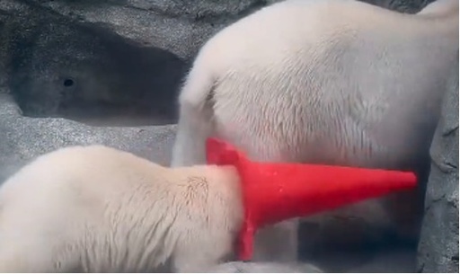 秋田の「モモ太」から広がる動物人気　SNSで癒やされる人びと