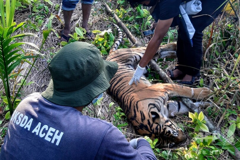 スマトラトラの死骸発見相次ぐ、毒殺か インドネシア