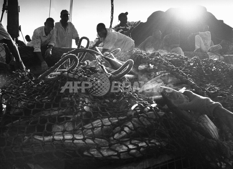 大量漁獲は「強奪行為」、国連特別報告者