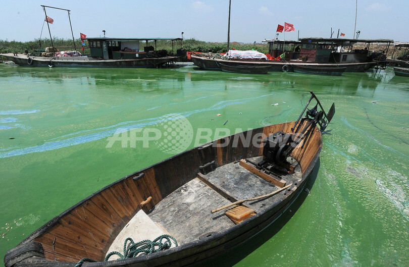 中国の淡水湖、今年も藻が大発生