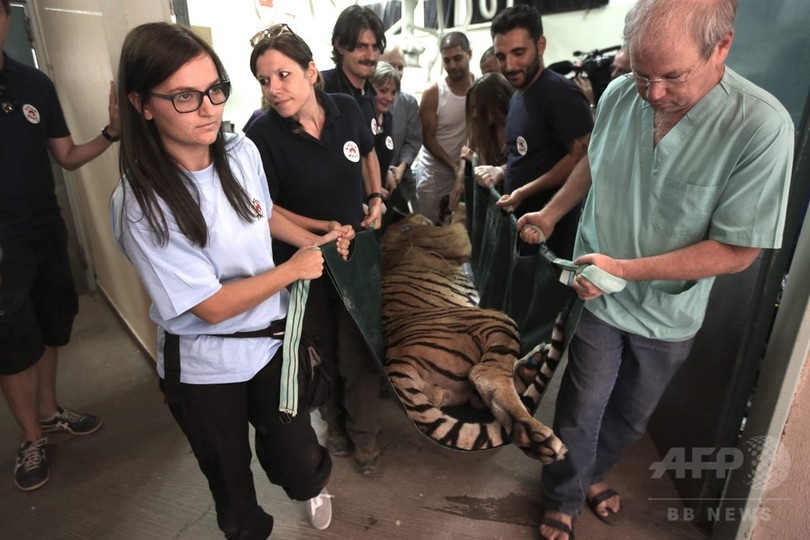 ガザで最後のトラ 世界最悪の動物園 から新天地の南アへ 写真22枚 国際ニュース Afpbb News