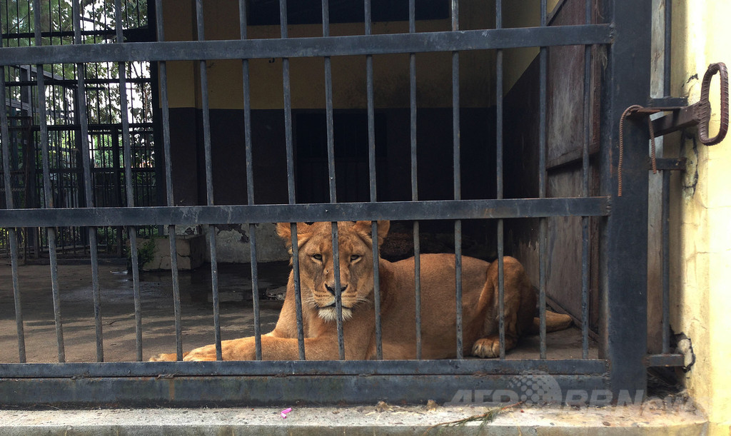 インドネシア 死の動物園 でライオンが首つり 写真1枚 国際ニュース Afpbb News