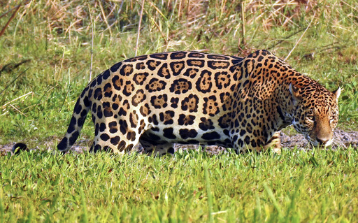 猛獣ジャガーとの共存選ぶ コロンビアの牧畜農家 写真13枚 国際ニュース Afpbb News