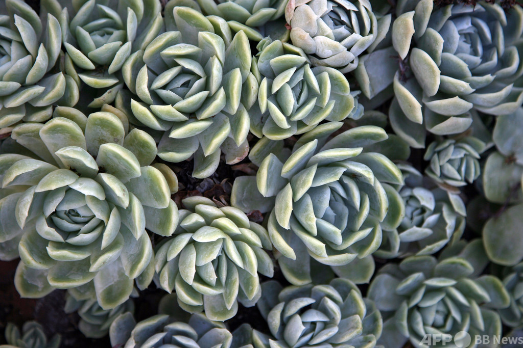 サボテンをストッキングに入れ体に巻き密輸試み 探知犬が発見 NZ 写真1枚 国際ニュース:AFPBB News