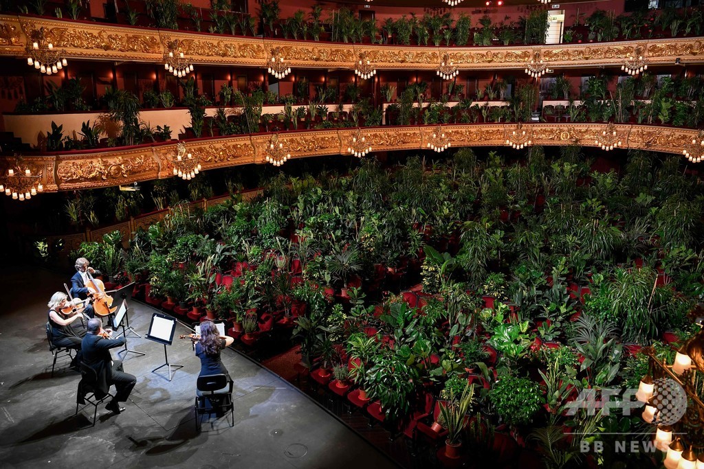 オペラ劇場最初の客は植物 ロックダウン緩和進むスペイン 写真5枚 国際ニュース Afpbb News
