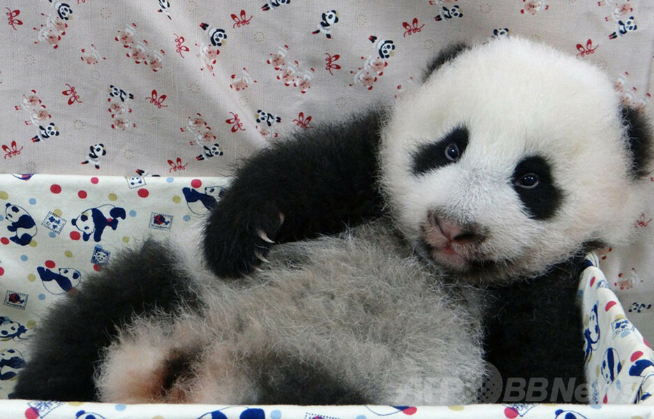 【特集】台湾の赤ちゃんパンダ成長記