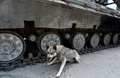 ロシア軍の侵攻を受けたウクライナ・ルガンスク州で、ウクライナ軍の車両のそばに座る犬（2022年7月12日撮影、資料写真）。(c)Olga MALTSEVA / AFP