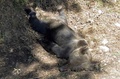 スペイン北部アストゥリアス自治州のムニエジョス自然保護区で発見されたヒグマの死骸。「ヒグマ財団」提供（2016年9月9日撮影、12日提供）。(c)AFP/FUNDACION OSO PARDO-FOP