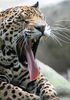 ホンジュラスの首都テグシガルパ（Tegucigalpa）北部の動物園では、動物たちが思い思いに時を過ごしている。写真はあくびをするジャガー（2012年7月12日撮影）。(c)AFP/Orlando SIERRA