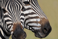 ケニアのマサイマラ（Masai Mara）国立保護区に隣接したOlare Orok保護区で撮影されたシマウマ（2008年7月30日撮影）。(c)AFP/TONY KARUMBA