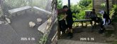 韓国の「夏の厄介者」、大量発生の山が一転平穏に…粘着トラップなど自治体の防除奏功