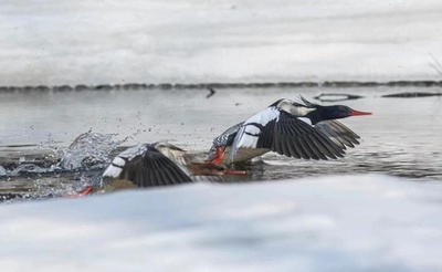 「鳥の世界のジャイアントパンダ」コウライアイサ 中国東北部の長白山に北帰行