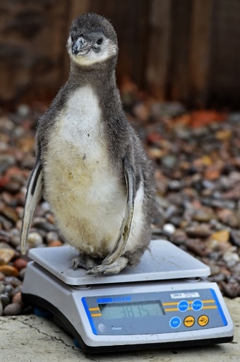 ロンドン動物園で毎年恒例の「身体測定」