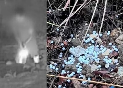 軍人含む加害者が犬を撃ち殺害…韓国・その親が飼い主を“脅し訪問”、非難の嵐