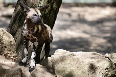 地球温暖化で半数の種が絶滅の恐れ、アマゾンなど33の重要地域