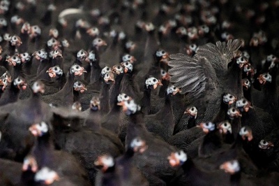 【今日の1枚】白い顔がアクセント、ホロホロチョウの群れ フランス