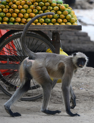 走行中のバスで運転席にサル座らせる、運転手が職務停止に インド