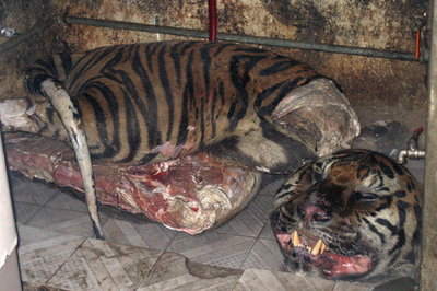 密猟野生動物で薬物製造の4人を逮捕、ベトナム