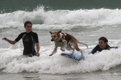 仏南西部で第1回「犬のサーフィン大会」