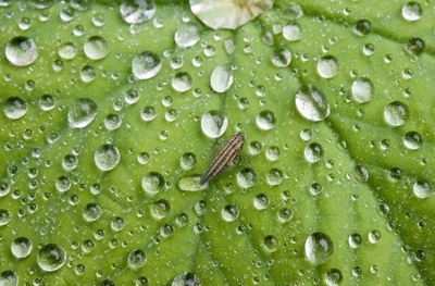 太陽の光で水を分解する「人工の葉」を開発、米研究