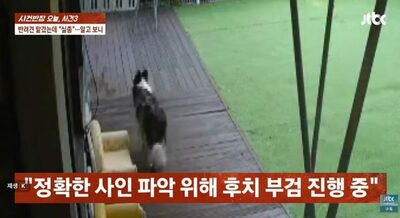韓国のペットホテルで犬が死亡、店主は映像削除や偽写真で隠蔽か…飼い主が告訴