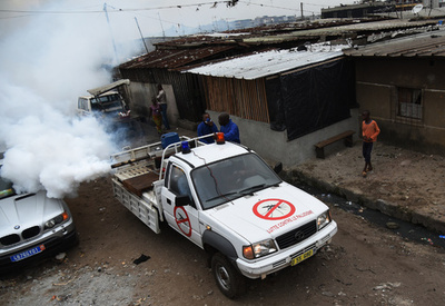 ジカウイルス感染、成熟脳にも損傷与える恐れ 研究