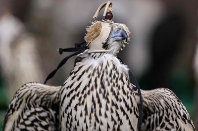 【今日の1枚】目隠し姿もりりしく アブダビで狩猟馬術展