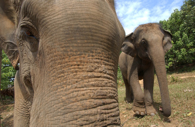 ゾウが車や飲食店を破壊、来園者ら仰天 タイ国立公園