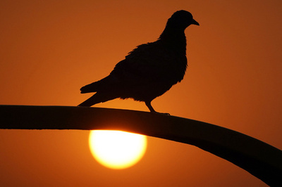 中国のスパイ容疑のハト、8か月ぶりに「釈放」 インド