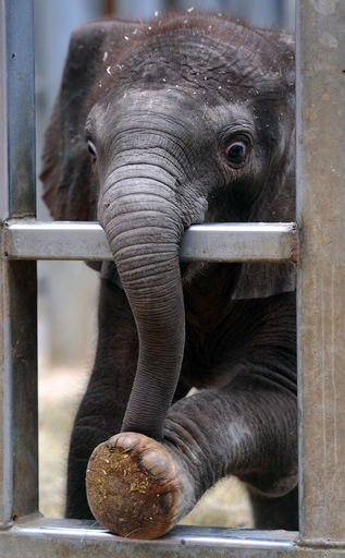フランス初の人工授精で生まれたゾウ、施設内を元気に散歩