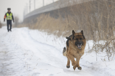 【写真特集】鉄道警備、麻薬探知、人との太い絆で働く犬