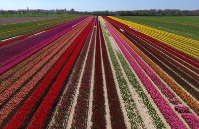 7色の滑走路？ 独のチューリップ畑