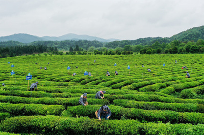 江西省のお茶の里で茶摘み大会 一面の茶畑で技術競う