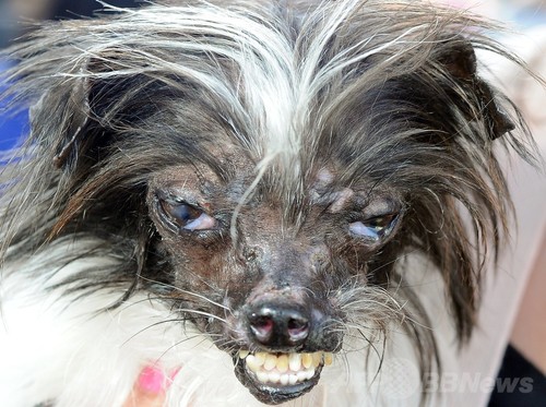 今年も開催 世界一醜い犬コンテスト 写真15枚 ファッション ニュースならmode Press Powered By Afpbb News