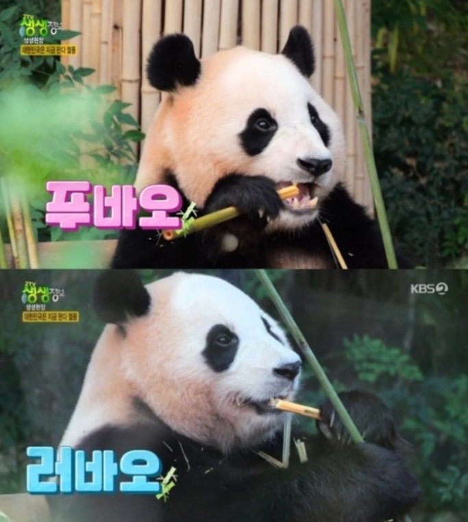 上の写真には「福宝」、下には「楽宝」の字幕（KBS放送画面）(c)MONEYTODAY