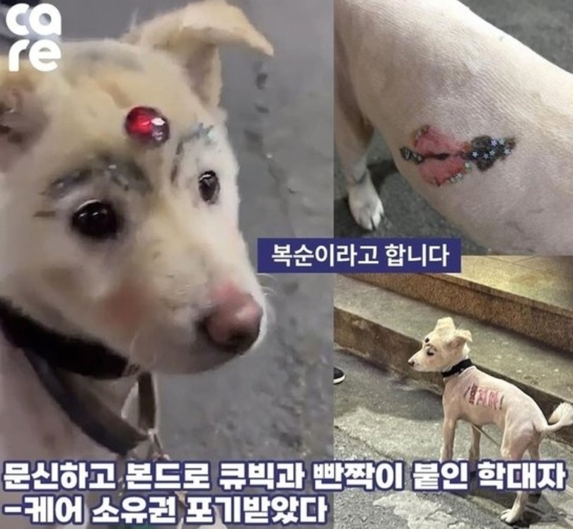 慶山で発見された「虐待犬」（「ケア」インスタグラム）(c)news1